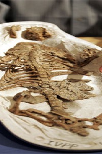 Fossil - Cat - Dinosaur
