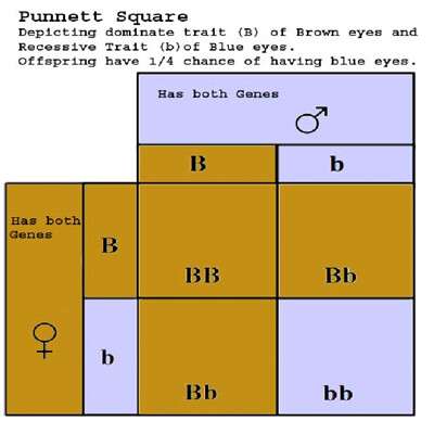 Square - Punnett