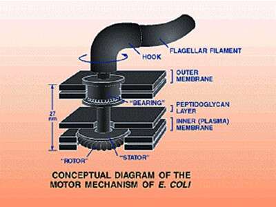 Mechanism - E.Coli 