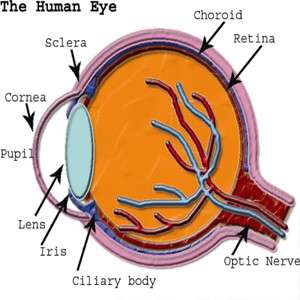 Eye - Human